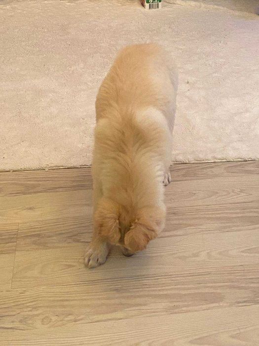 Віддам собачку в хороші руки