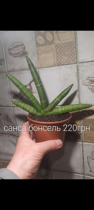 Домашні квіти на ваш вибір