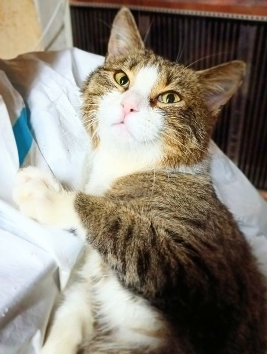 Тімоша обіймашка 7 міс