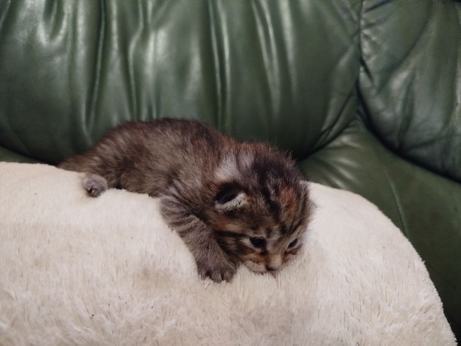 Gatinhos muito meigos