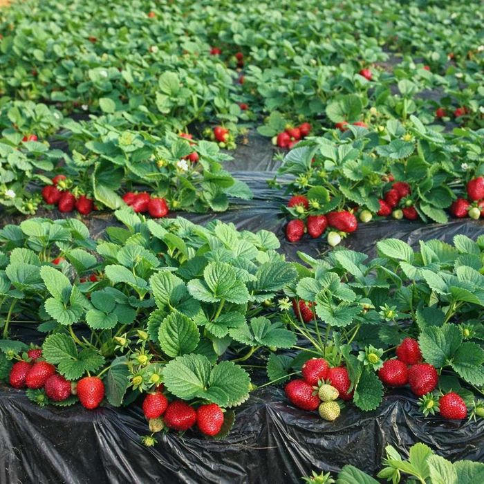 Саджанці полуниці early купити копанка в стаканах в касетах КСД і НСД. Продаємо оптом та в роздріб. Копаємо саджанці в день перед підправкою