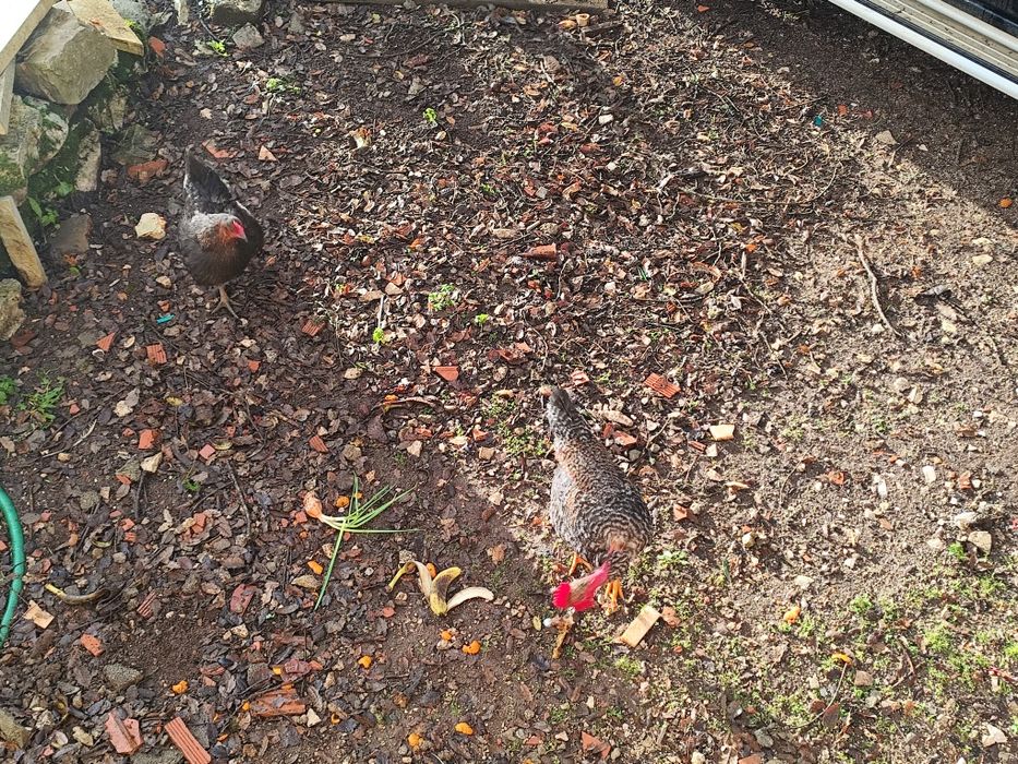 Frangos galos cruzados pedrês machos