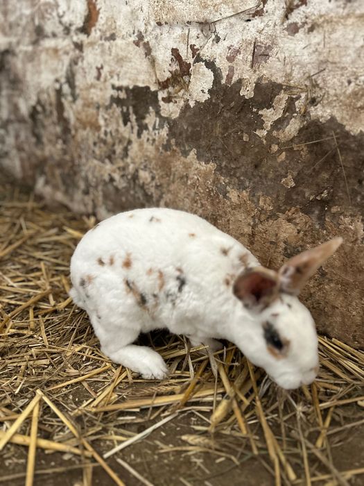 Samiec Rex trójbarwny