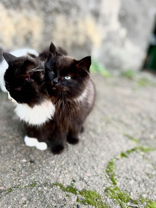 Кошенята дуже милі