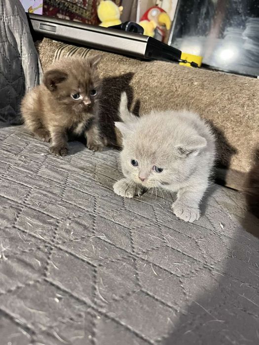 Продам сладеньких котят