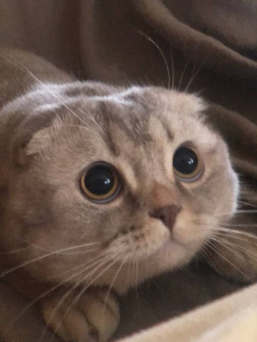 Вязка. Шотландский кот