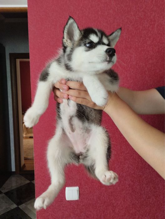 Дружелюбні Хасенятка