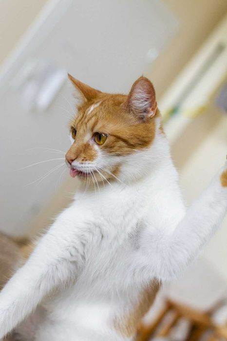 Marcyś młody kocurek szuka kochającego domu