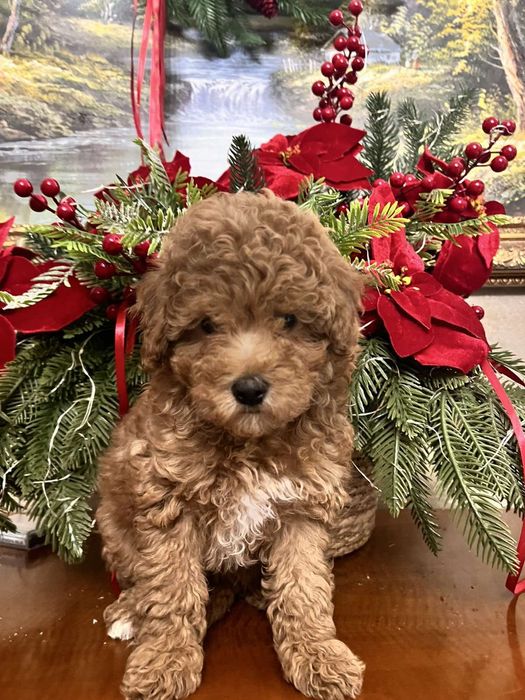 Дівчинка  пуделяшка