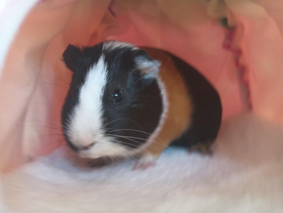 Swinki morskie kawie