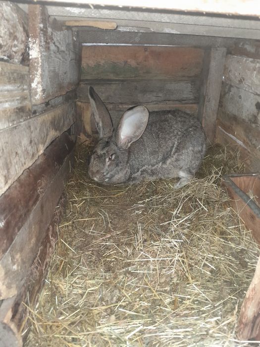 Спарована самка.