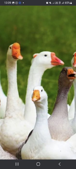 Комбікорм для Гусей старт ріст фініш