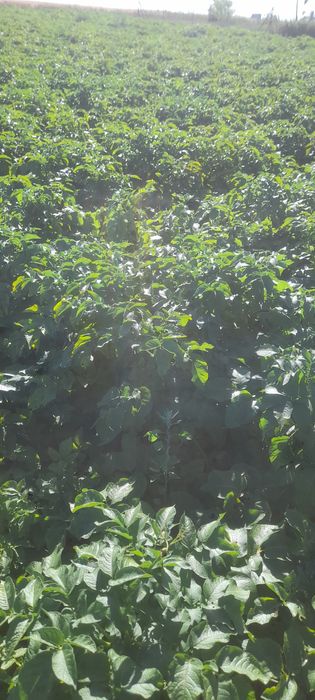 Ziemniaki vineta, gala