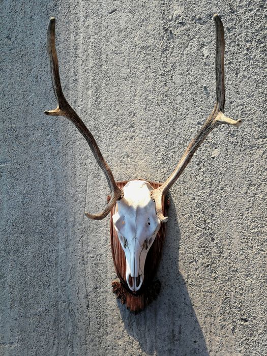 Poroże, rogi jelenia, trofea