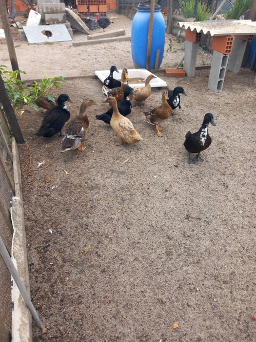 Patos kakis,e patas mudas
