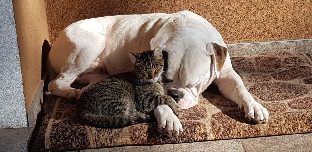 Предлагаю для вязки породистого  кабеля американского бульдога.