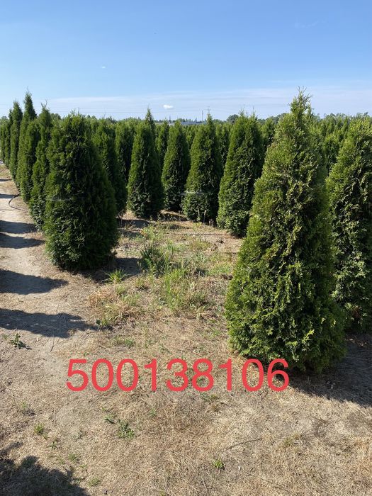 Tuja szmaragd w donicy 200-250 cm