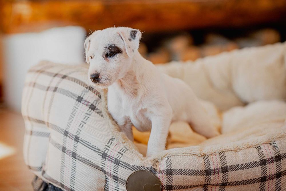 Parson Russell Terrier FCI - gotowa do odbioru