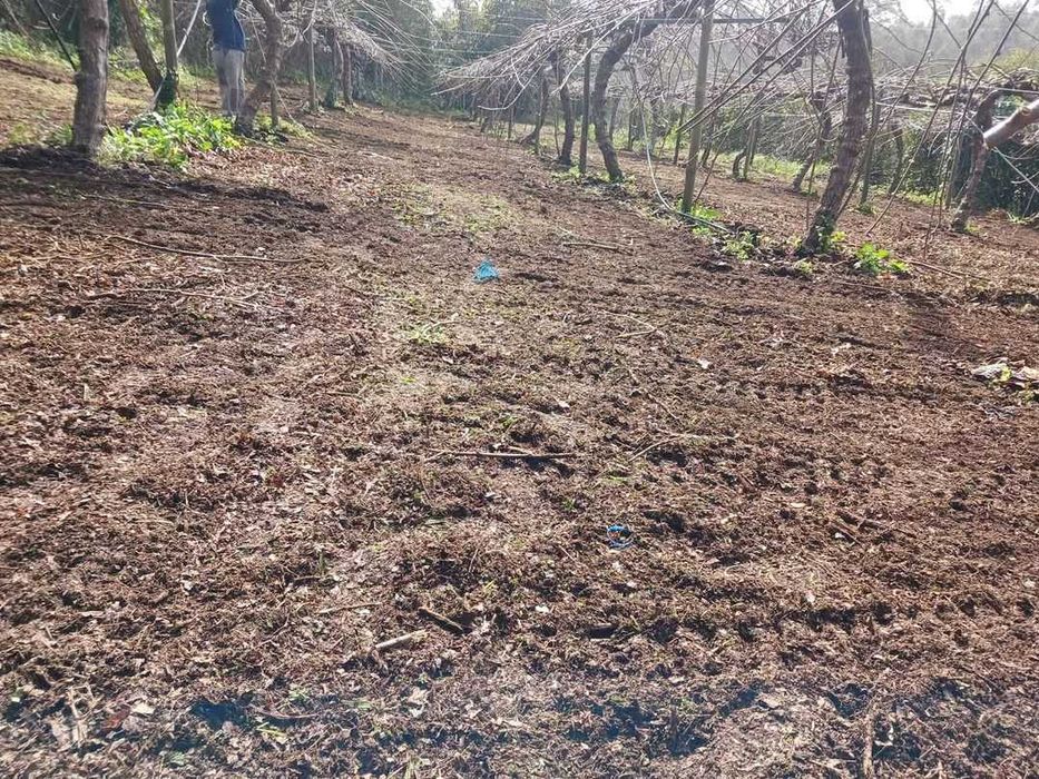 Máquina limpeza de terrenos