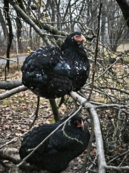 Wyandotte czarne nakrapiane