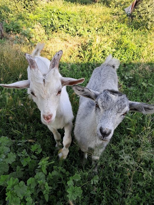 Кози високоудойні