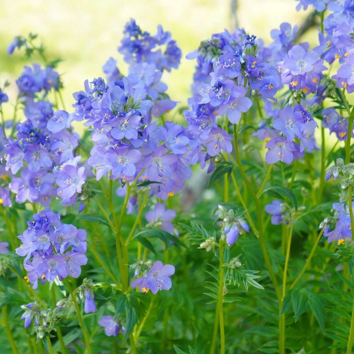 Wielosił błękitny - byliny Flora Szczecin