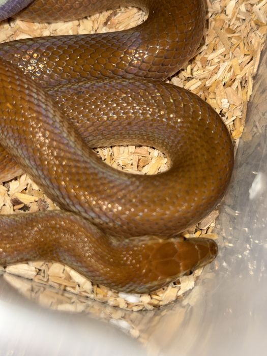 Waz mahoniowy samica roczna