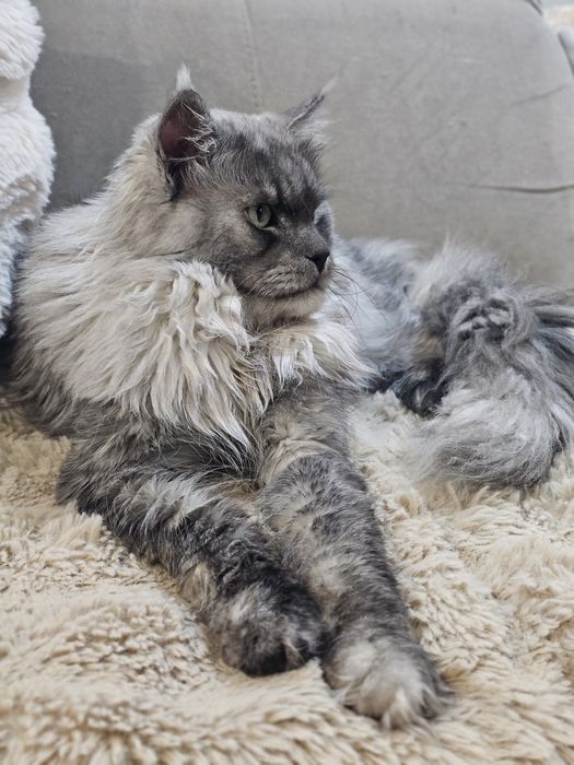 Zibi Maine coon rudy pieszczoch