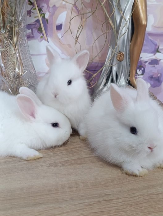 Карликовые кролики, самцы