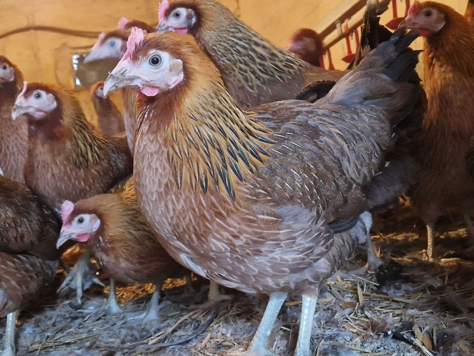 Kurki kokoszki nioski Zielononóżki odchowane zapisy dostawa na miejsce