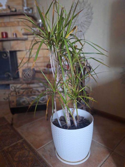 Продам кімнатні рослини (вазони) Драцена,Фікус, Юка, ДЕШЕВО