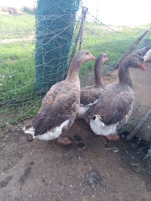 Drób ozdobny gęsie biegusy kochin Czubatka