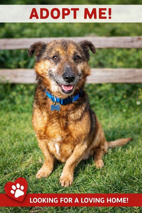 Mały śliczny Lucek do adopcji