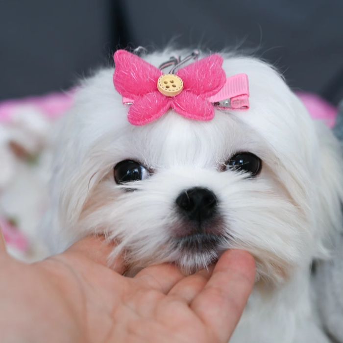 Міні дівчинка мальтезе