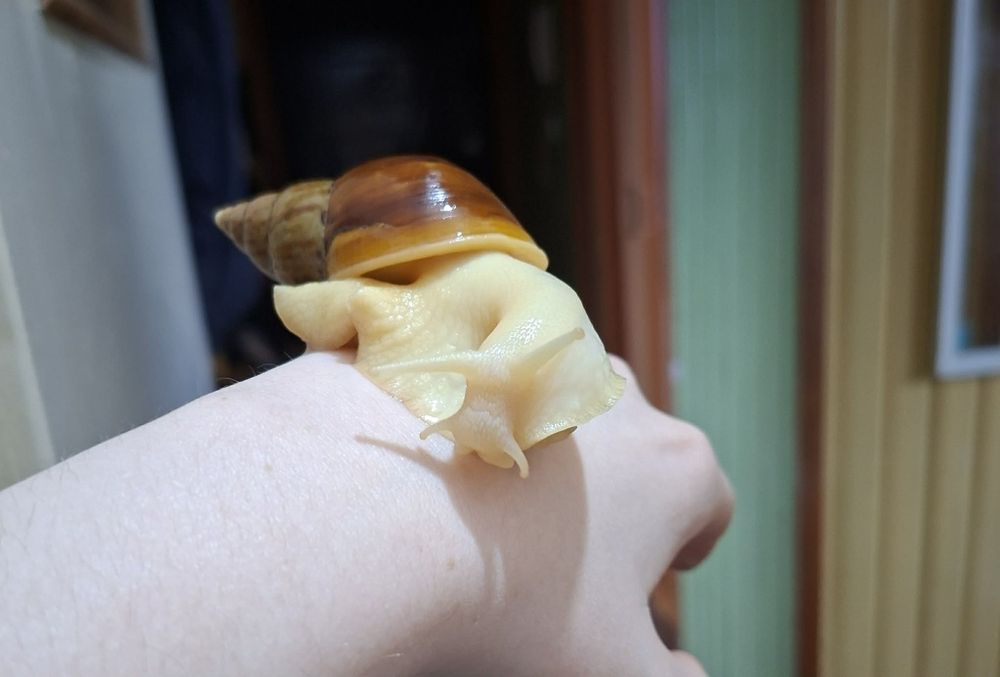 Ślimaki afrykańskie Lissachatina fulica albino body