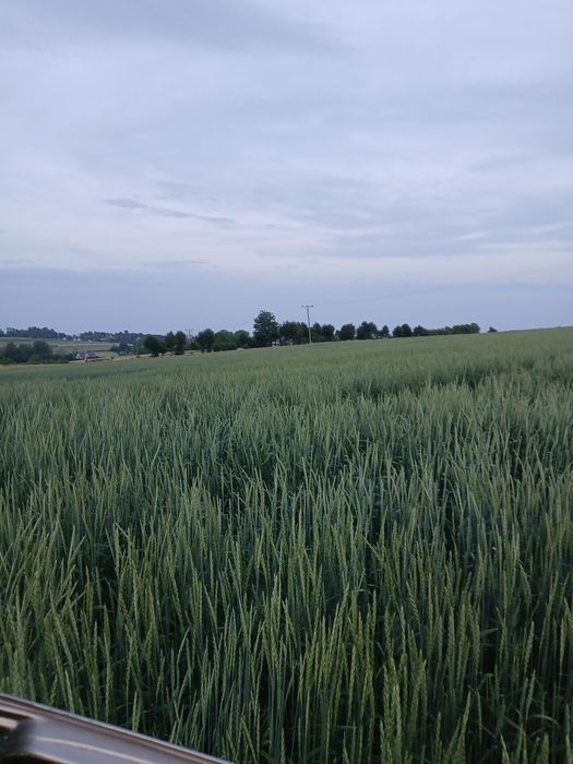Orkisz Wirtas ziarno  mąka orkiszowa