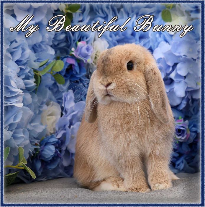 *** Króliczek 100% Mini Lop Hodowla - Harlequin
