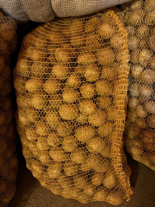 Sadzonki ziemniakow SORAJA