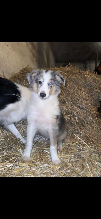 Owczarek szkocki collie