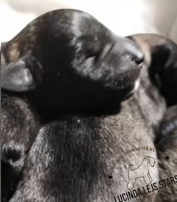 Sznaucer miniaturowy pieprz i sól