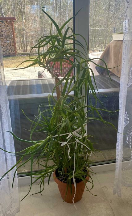 Aloes pierzasty roślina lecznicza, stary