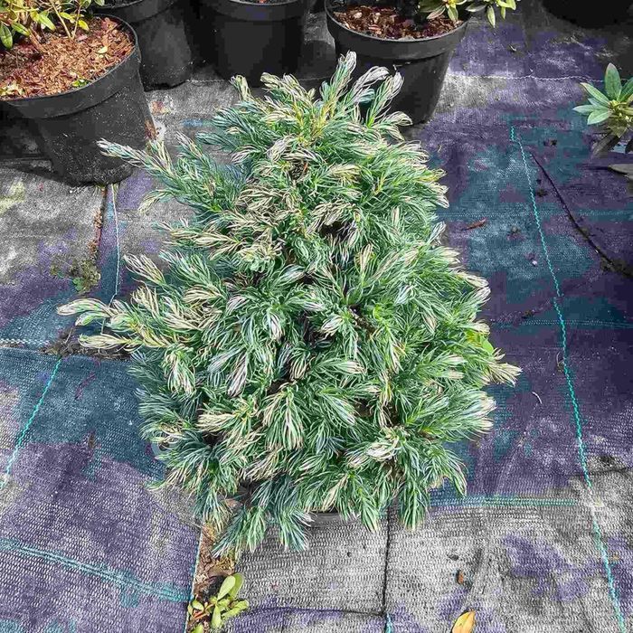 Кипарисовик Булевард, Тедді Бір…