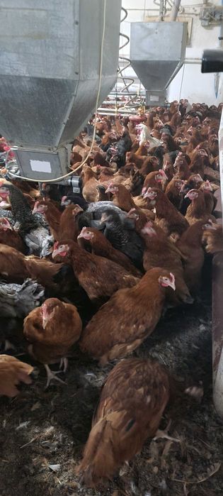 Kury nioski ROSA młode kurki na wolny-wybieg Piękne zdrowe kury.DZWOŃ!