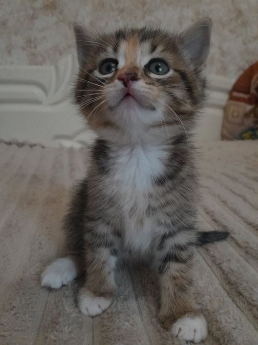 Віддам кошенят в добрі руки