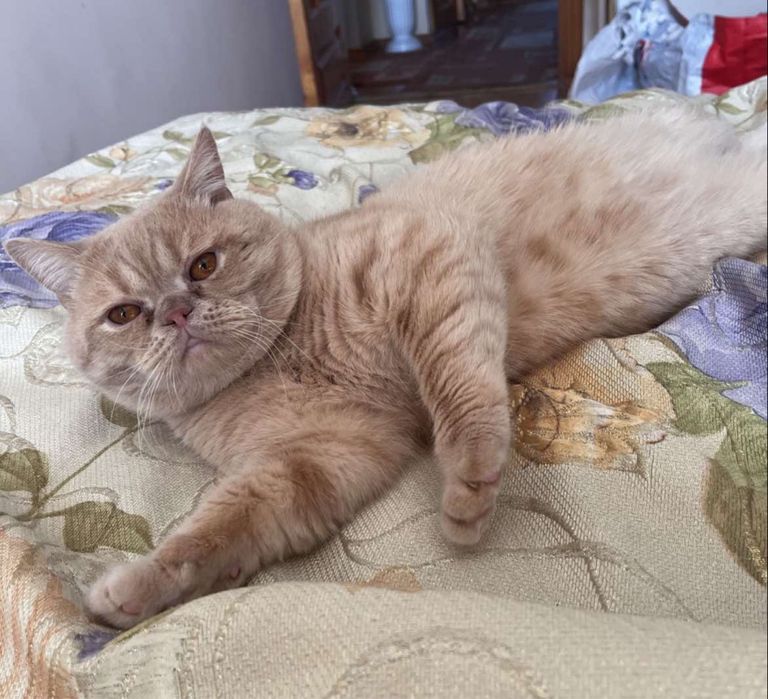 Прямовухий британець злучка вʼязка