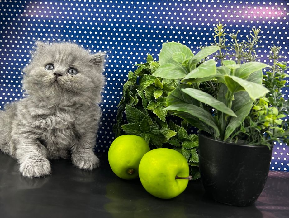 Długowłosa kotka brytyjska długowłosy kotek brytyjski BLH