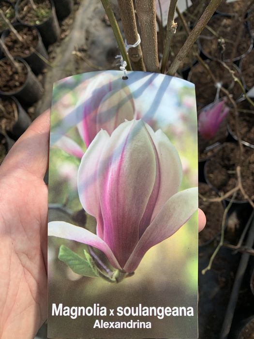 Magnolia 3L Różne Odmiany