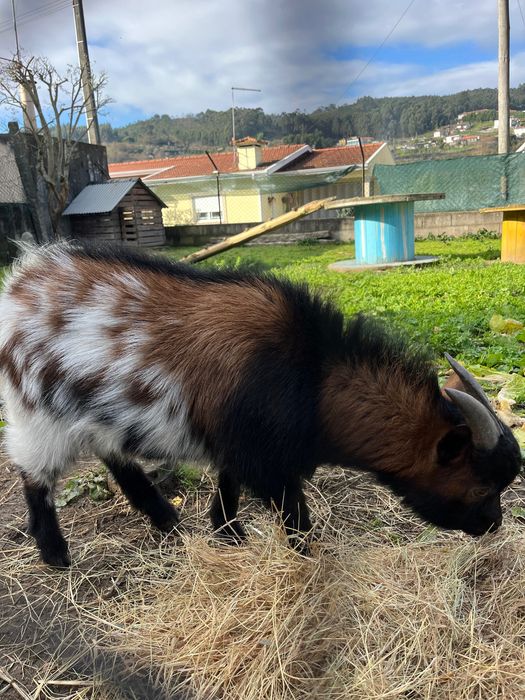 Macho- anão cerca de 1 ano de idade boa raça