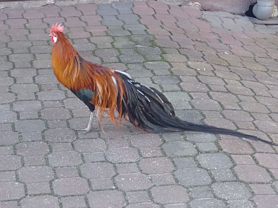 Jajka lęgowe fenixow