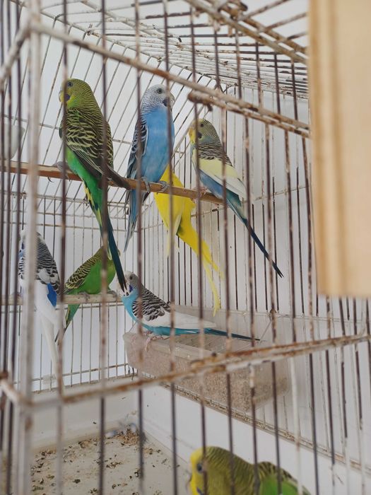 Aves varias casais